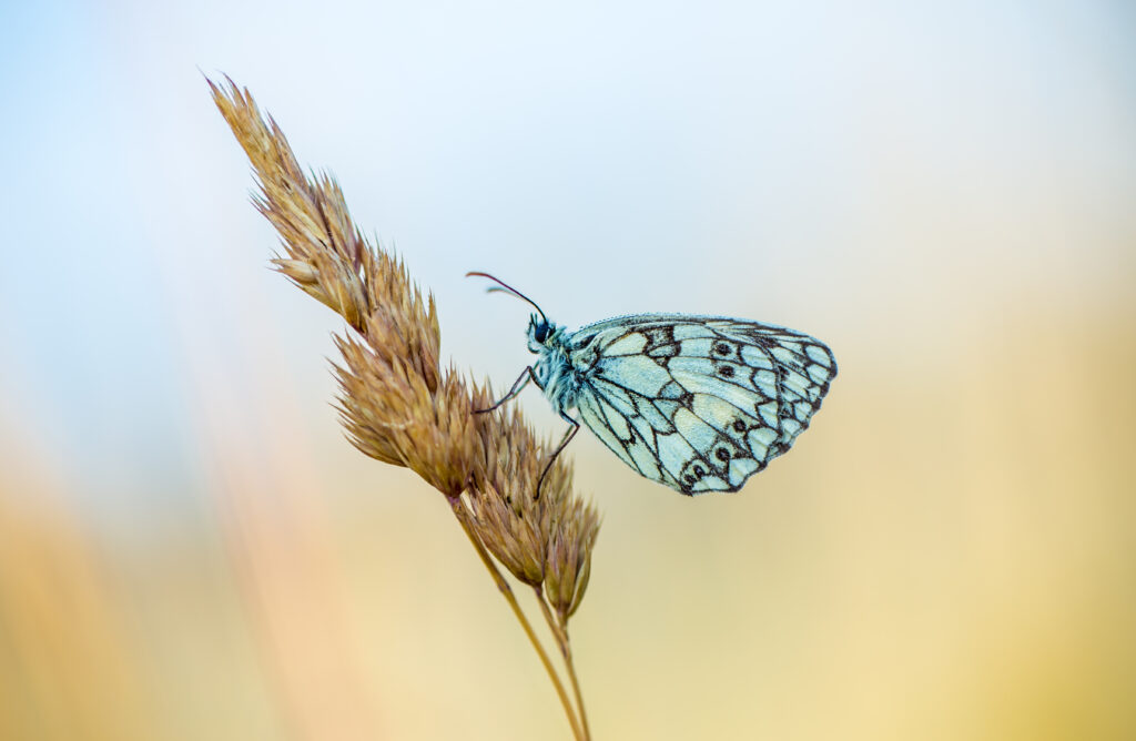 un-gros-plan-d-un-papillon-sur-une-plante